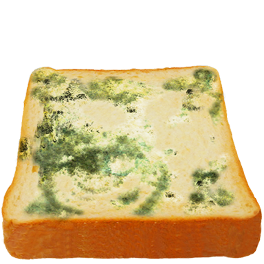 カビたパン